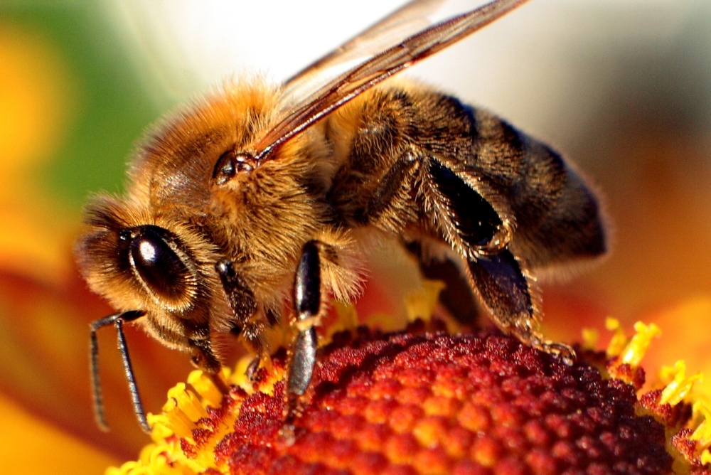 Vásároljon méhpempőt az interneten!
